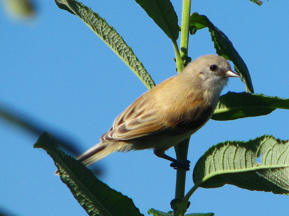 Jonge Buidelmees - Vogels - Buidelmees
