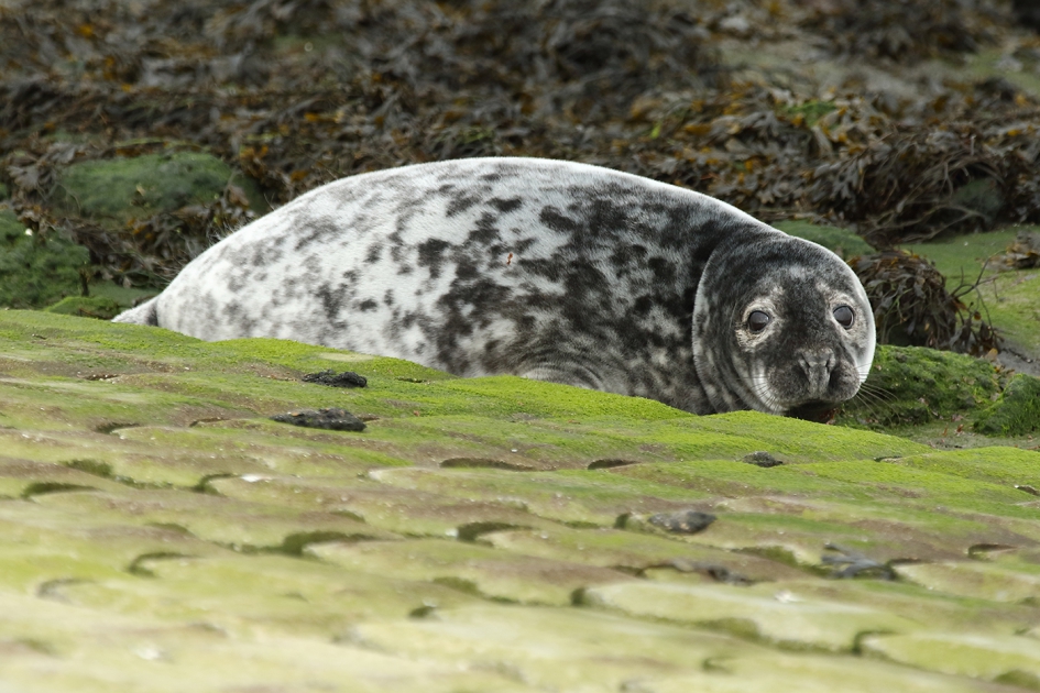 jonge grijze zeehond - Zoogdieren - 