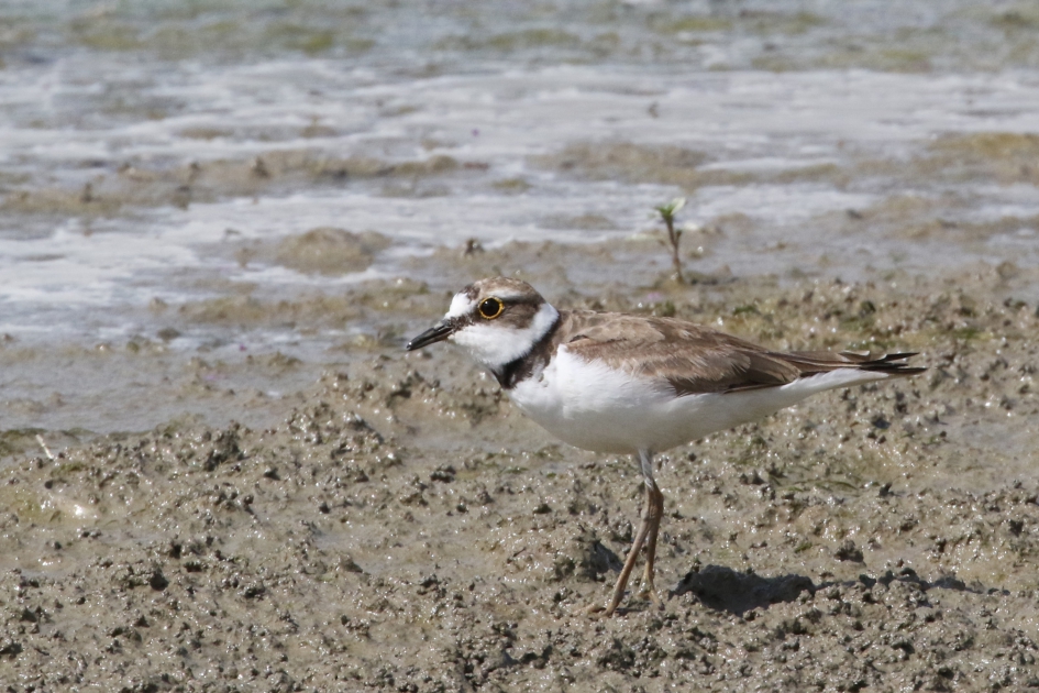 Jonge kleine plevier - Vogels - 