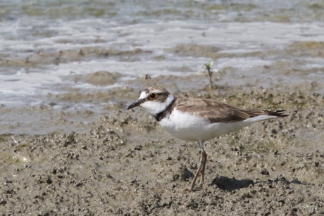 Jonge kleine plevier