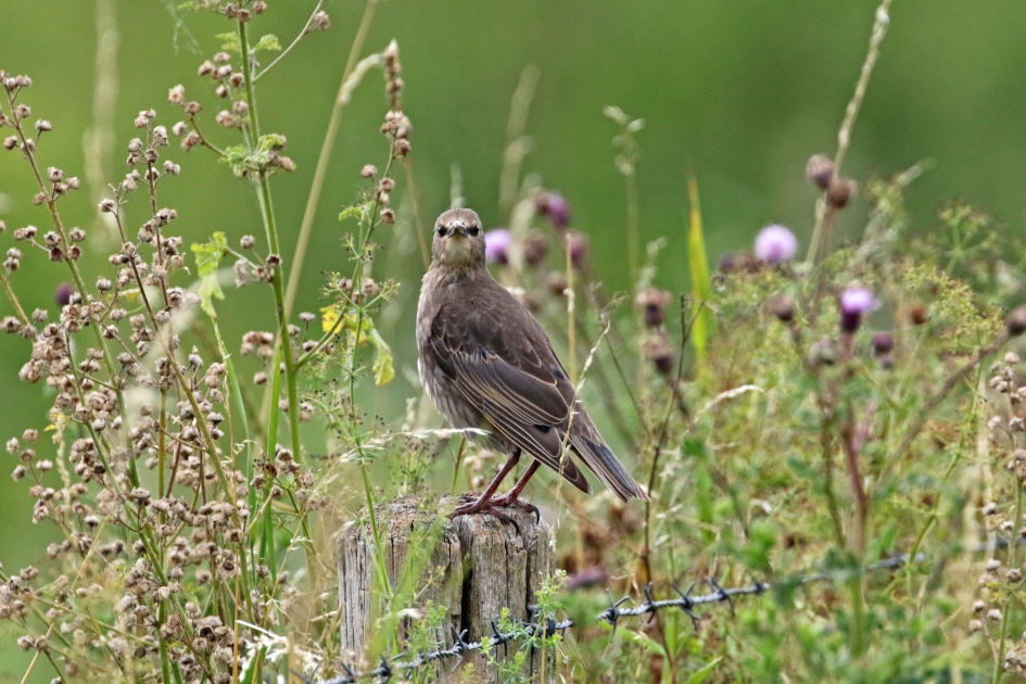 Jonge spreeuw - Vogels - 