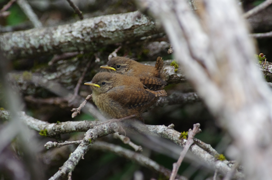 Jonge winterkoninkjes - Vogels - 