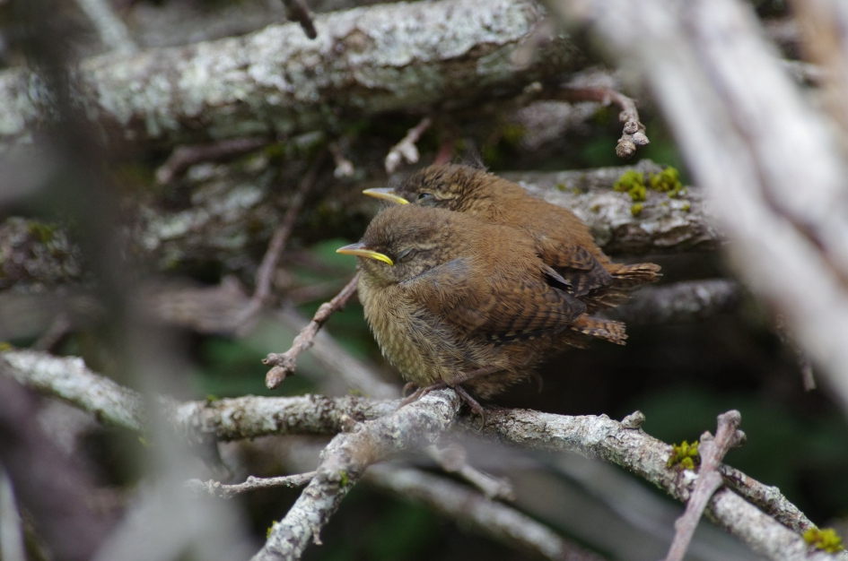 Jonge winterkoninkjes - Vogels - 