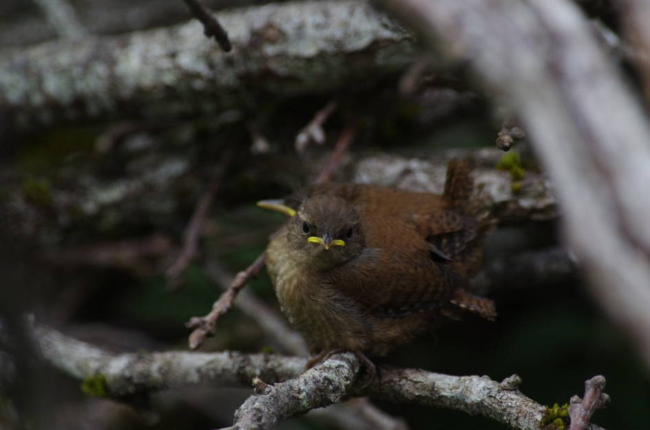 Jonge Winterkoninkjes - Vogels - 