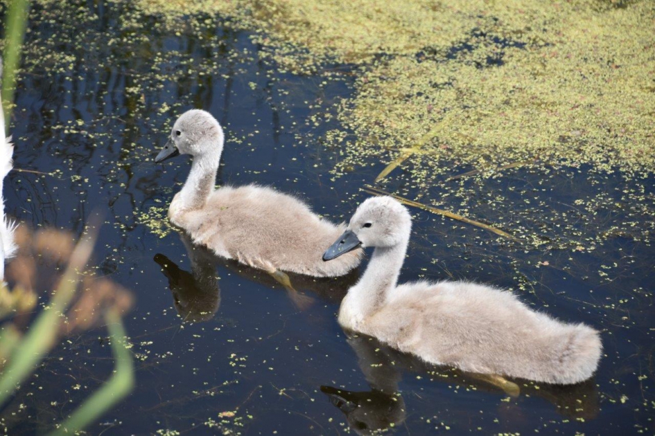 Jonge zwaantjes - Vogels - 