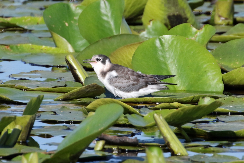 Jonge zwarte stern (1) - Vogels - 