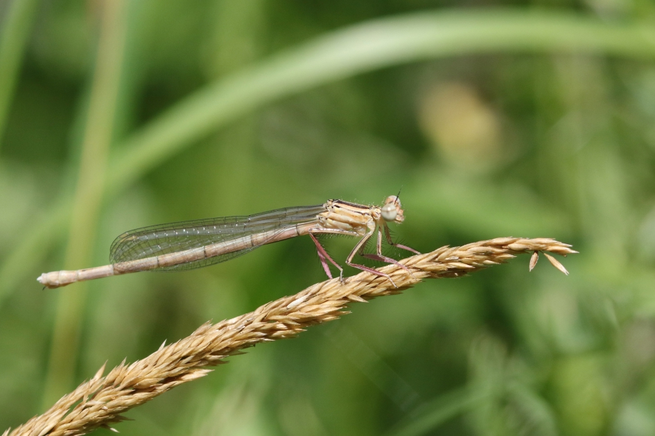 juffer - Geleedpotigen - 