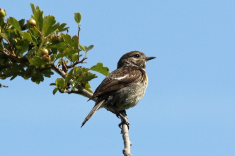 Juveniele roodborsttapuit