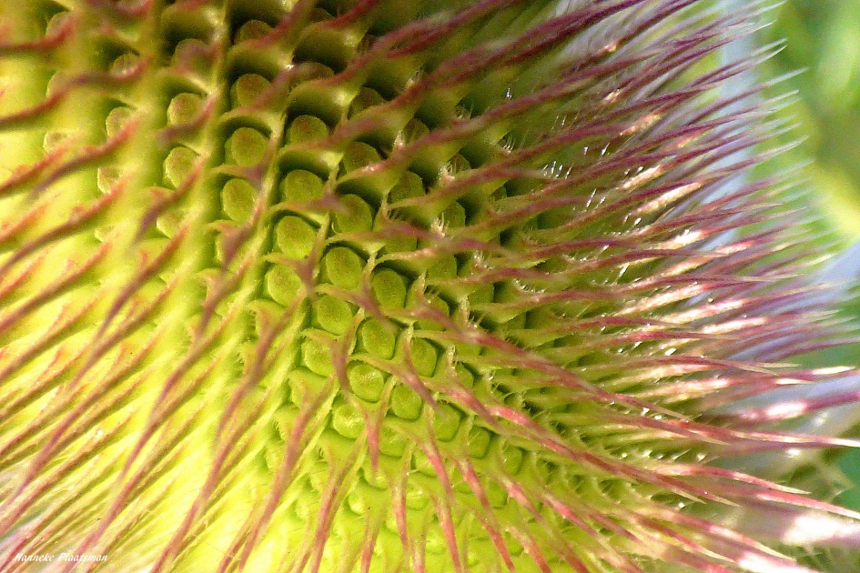 Kaardebol - Planten - Kaardebol