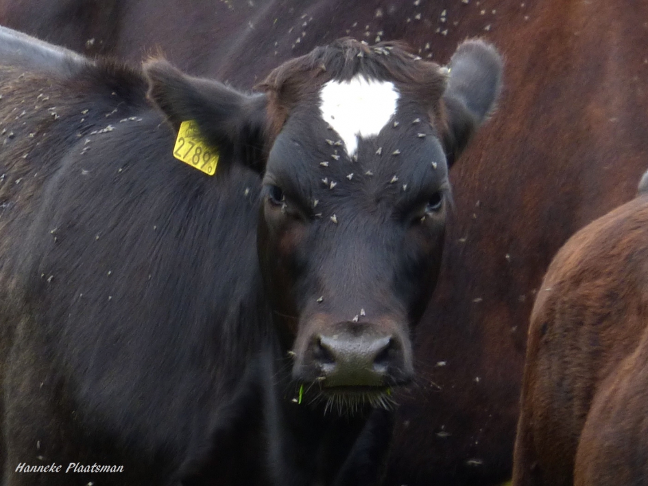 Kalfje - Zoogdieren - Rund