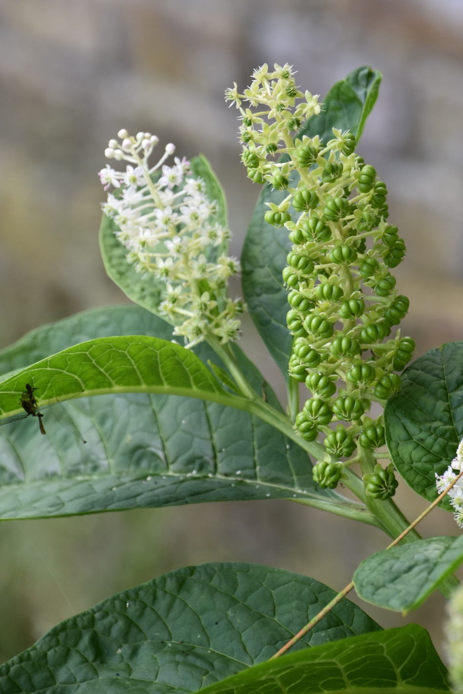 Karmozijn - Planten - 