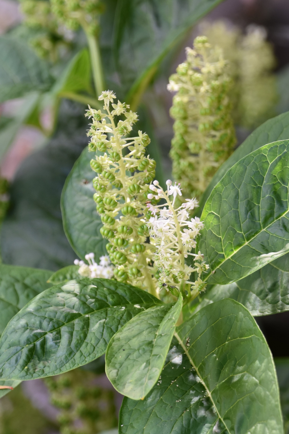 Karmozijn - Planten - 