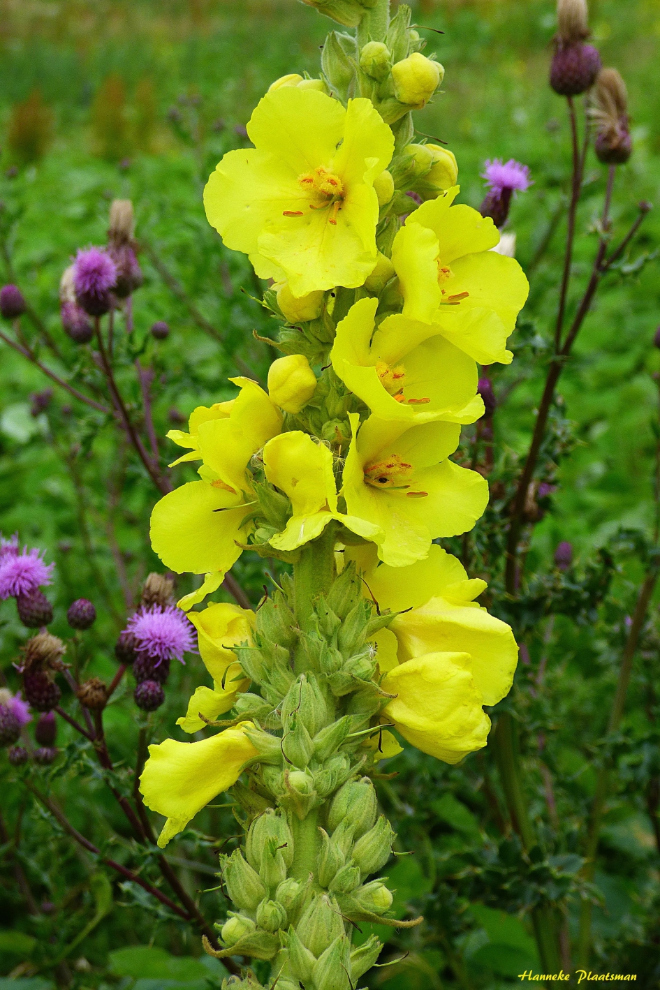 Keizerskaars - Planten - Keizerskaars