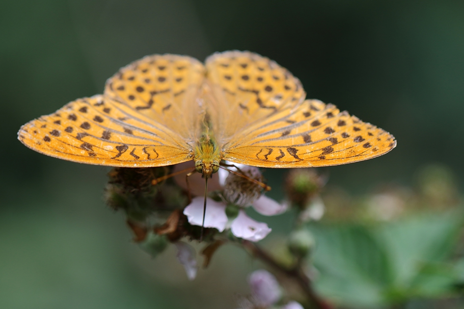 keizersmantel - Geleedpotigen - 
