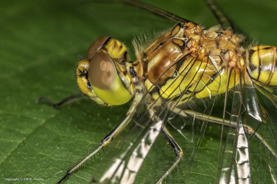 Kenmerk 1 - Geleedpotigen - Libel