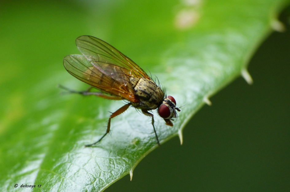 Kijkend over het randje - Geleedpotigen - 