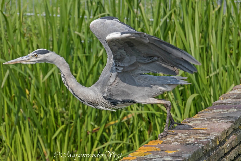 Klaar voor de start? AF ! - Vogels - Blauwe reiger