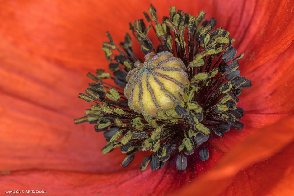 Klaproos - Planten - Klaproos