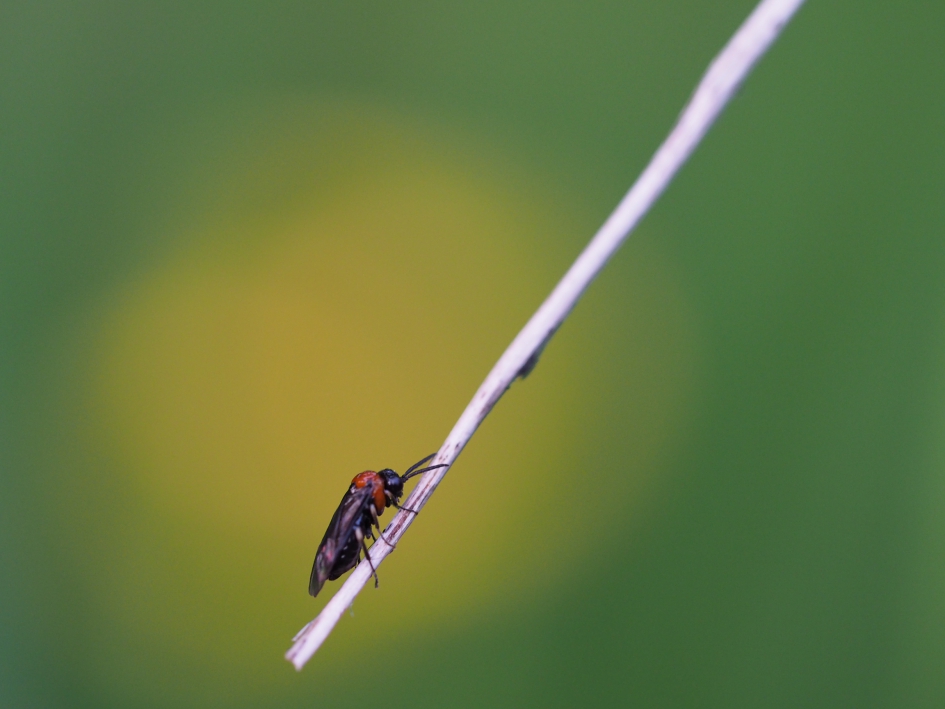 Klauteraar - Geleedpotigen - 