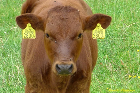 Klein kopje met hele grote oormerken.