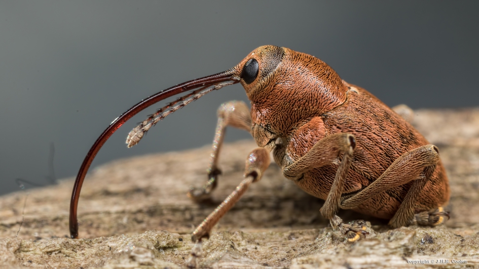 Kleine eikelboorsnuitkever (vr) - Geleedpotigen - Kleine eikelboorsnuitkever