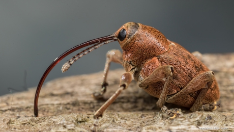 Kleine eikelboorsnuitkever (vr)