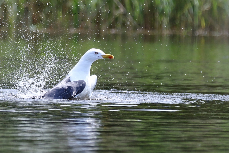 kleine mantelmeeuw - Vogels - 