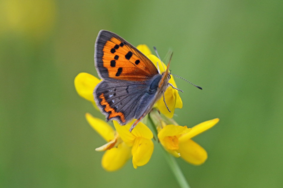 Kleine vuurvlinder - Geleedpotigen - 