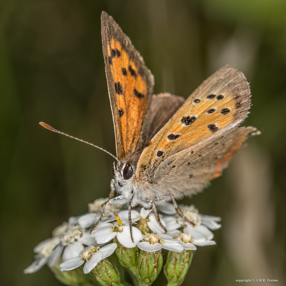 Kleine vuurvlinder - Geleedpotigen - Kleine vuurvlinder