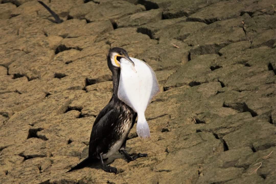 Kleiner was er niet - Vogels - Aalscholver