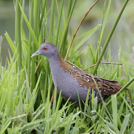 kleinst waterhoen in Zuidlaardermeerpolders.
