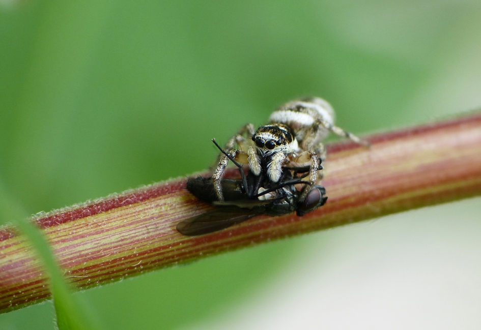 Klemvast - Geleedpotigen - Zebraspringspin