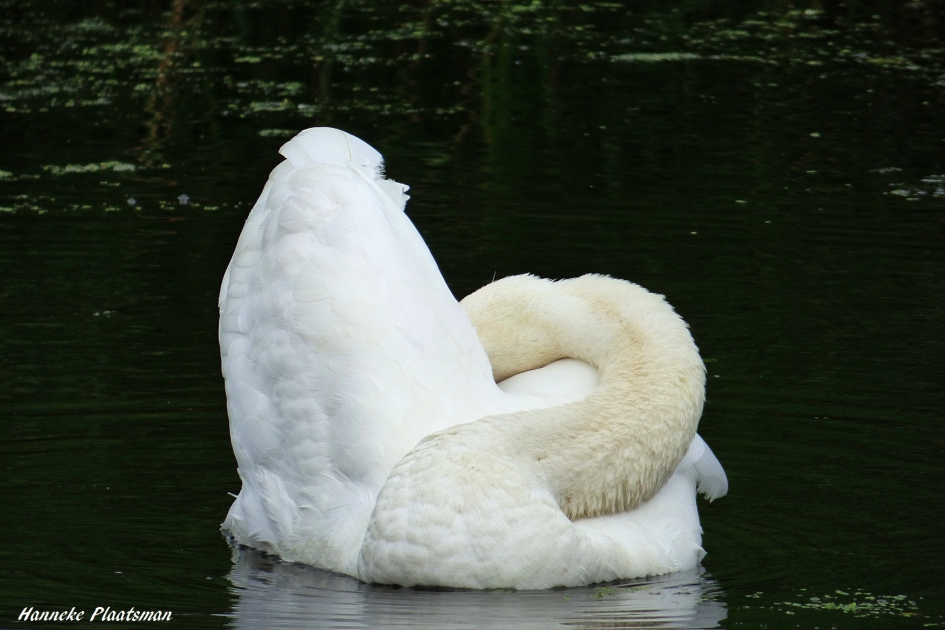 Knobbelzwaan - Vogels - Knobbelzwaan