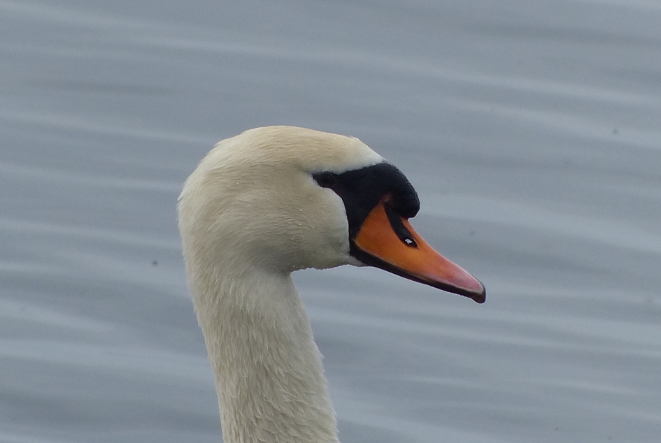 KNOBBELzwaan - Vogels - knobbelzwaan