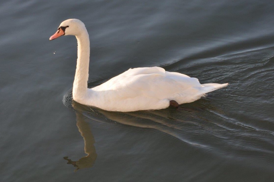 Knobbelzwaan - Vogels - 