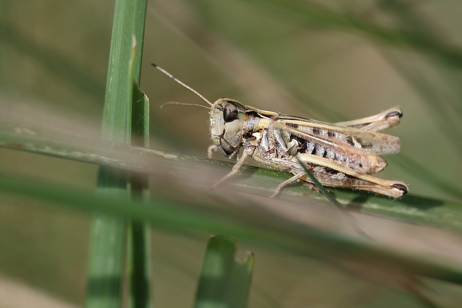 knopsprietje -nimf- - Geleedpotigen - 