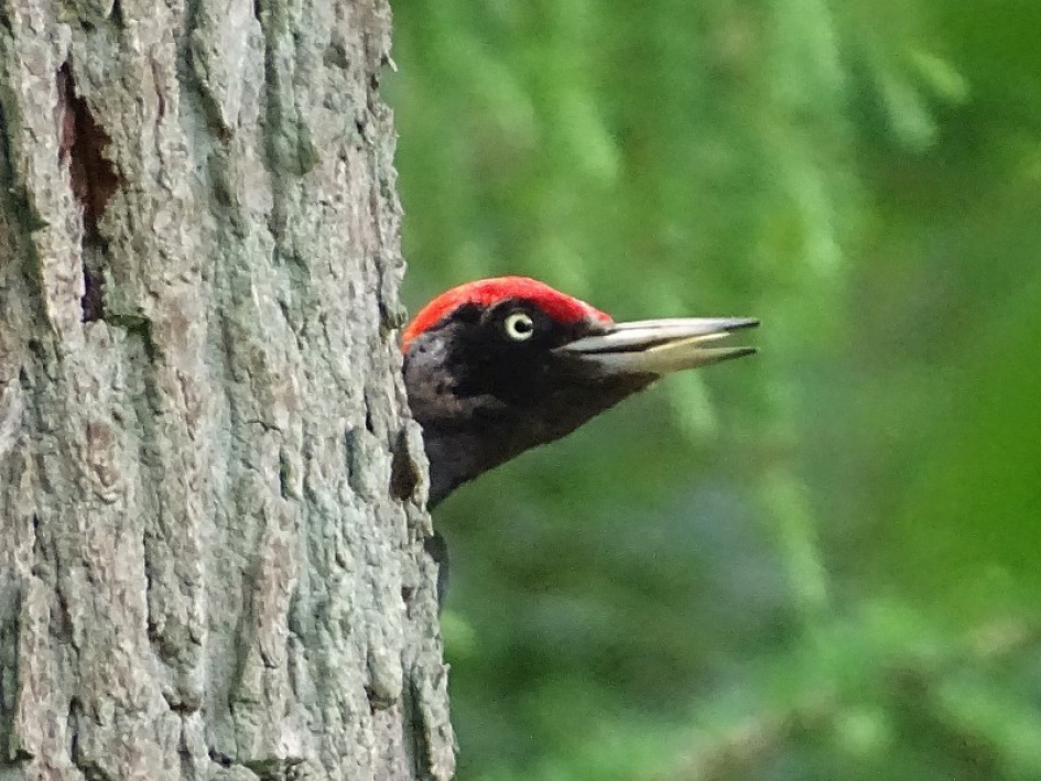 koekoek! - Vogels - Zwarte Specht