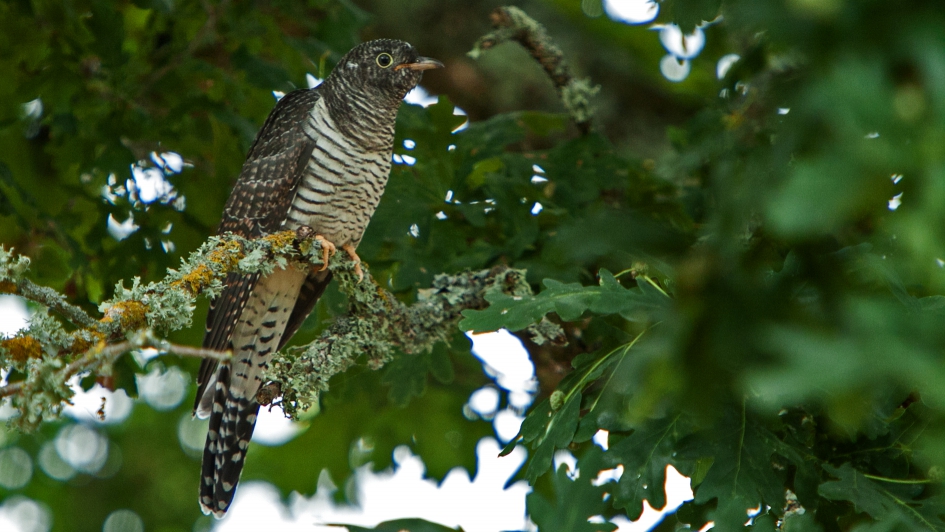 koekoeksjong wachtend op het volgende maaltje - Vogels - Koekoek