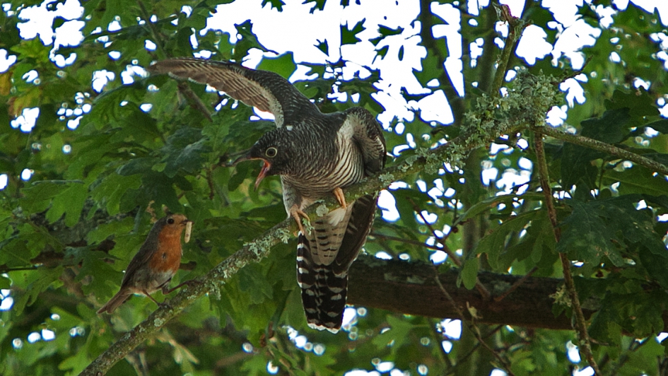 koekoeksjong wordt gevoerd door roodborstje - Vogels - koekoek