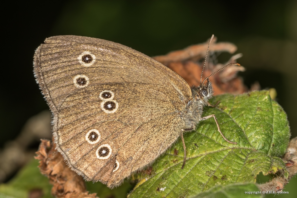 Koevinkje - Geleedpotigen - Koevinkje
