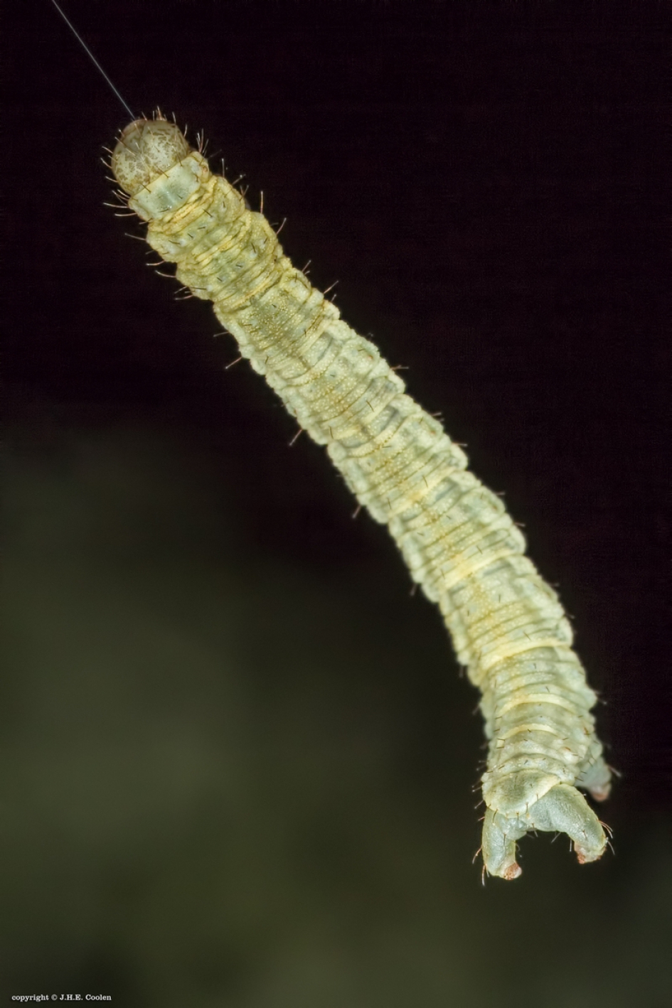 Komisch eind - Geleedpotigen - Rups van een spanner