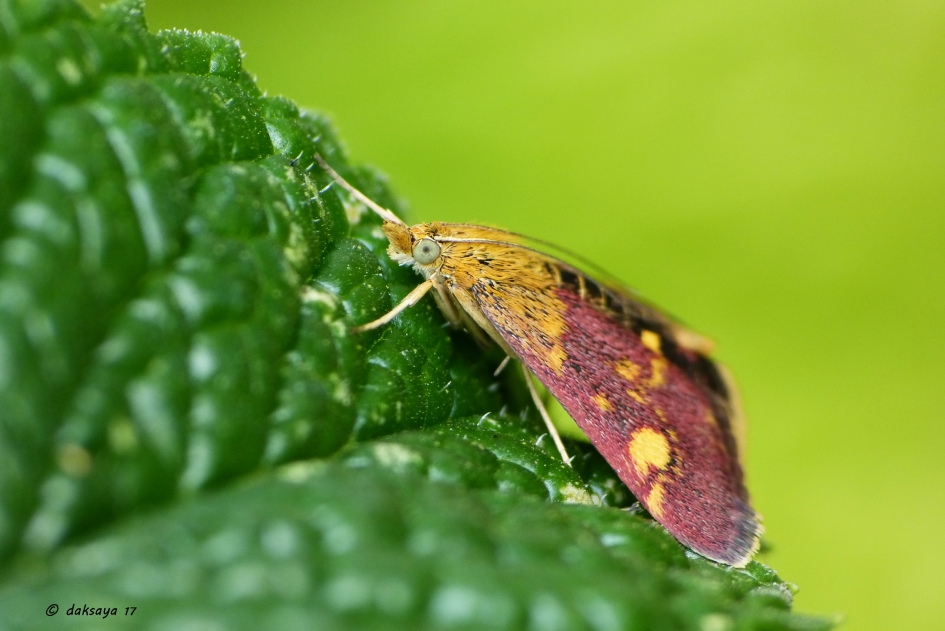 Kon het niet laten.. - Geleedpotigen - Muntvlindertje