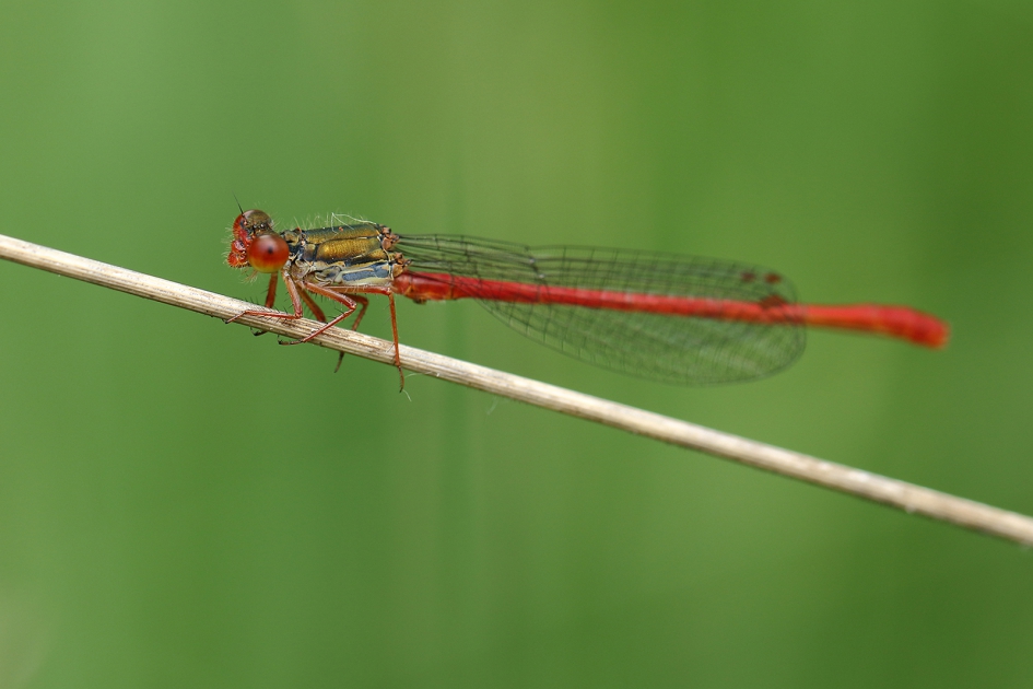 koraaljuffer -m- - Geleedpotigen - 