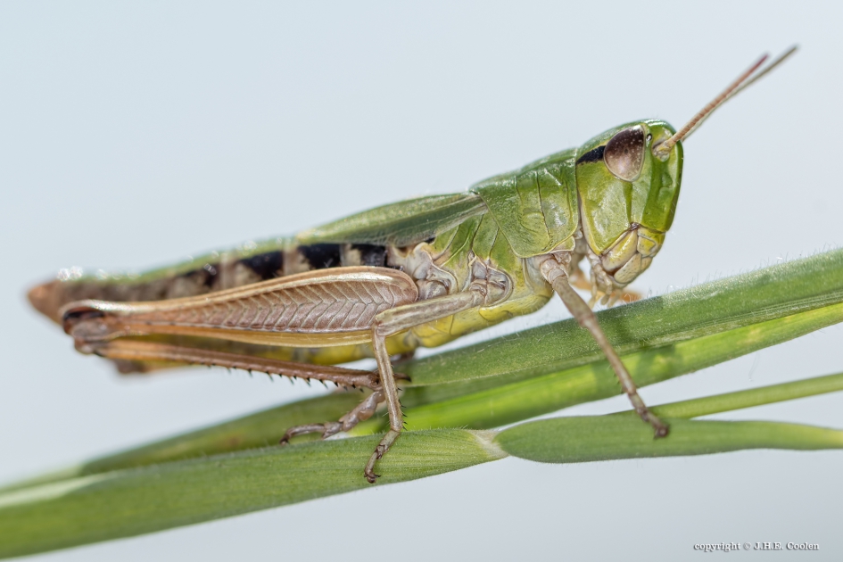 Krasser - Geleedpotigen - Krasser