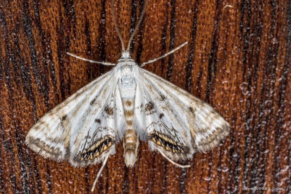 Kroosvlinder (man) - Geleedpotigen - Kroosvlinder