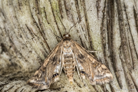 Kroosvlinder (vrouw)