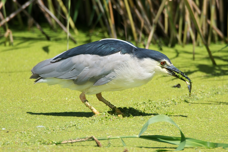 Kwak vangt een visje. - Vogels - Kwak.