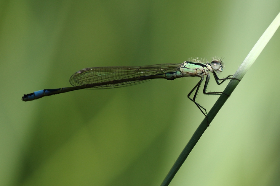 laatste streepje zon - Geleedpotigen - 