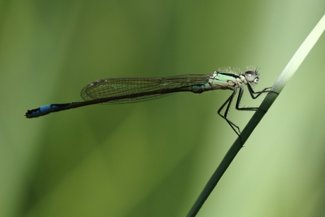 laatste streepje zon