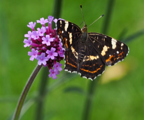 Landkaartje op verbena